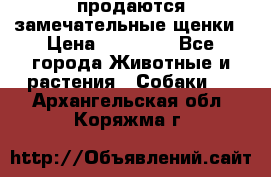 продаются замечательные щенки › Цена ­ 10 000 - Все города Животные и растения » Собаки   . Архангельская обл.,Коряжма г.